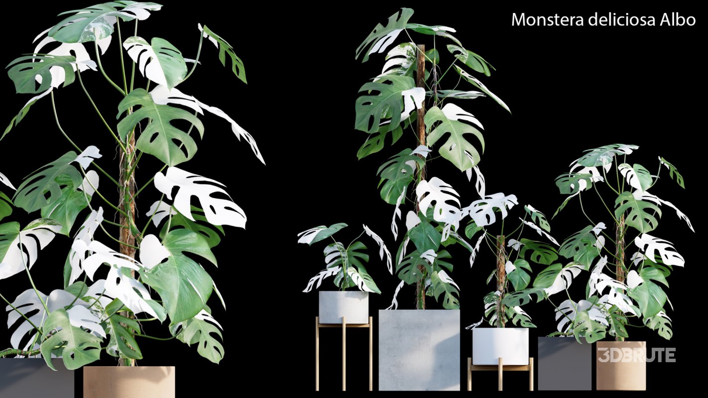 Collection 15 – Interior Plants Image 13