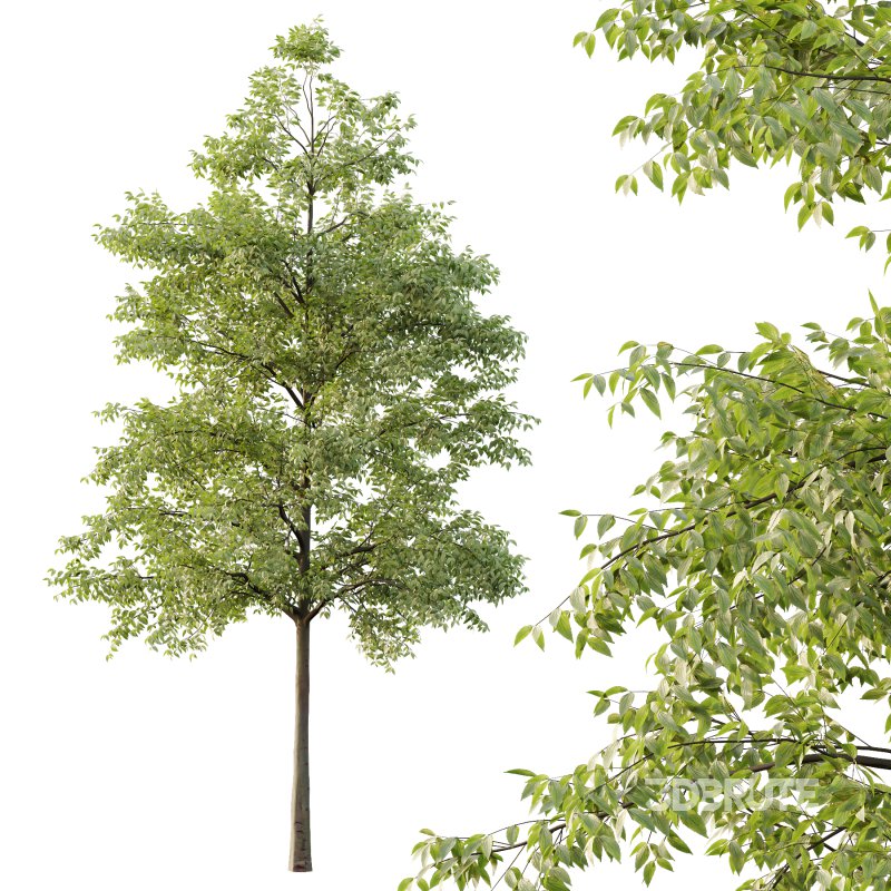 Celtis australis Tree 08 Image 5