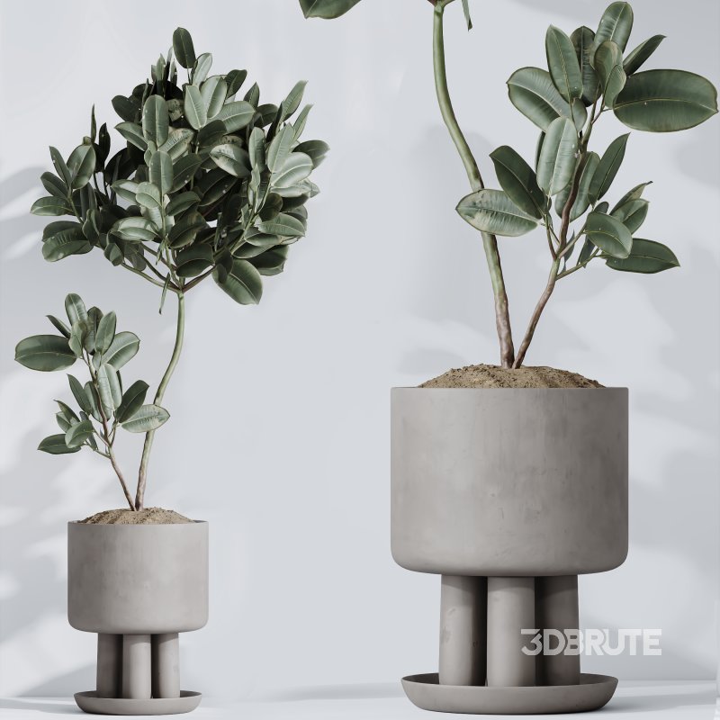 AV Indoor Plants Set 334 Aspidistra Elatior and Rubber Ficus Elastica and Ficus microcarpa Moclame Image 10