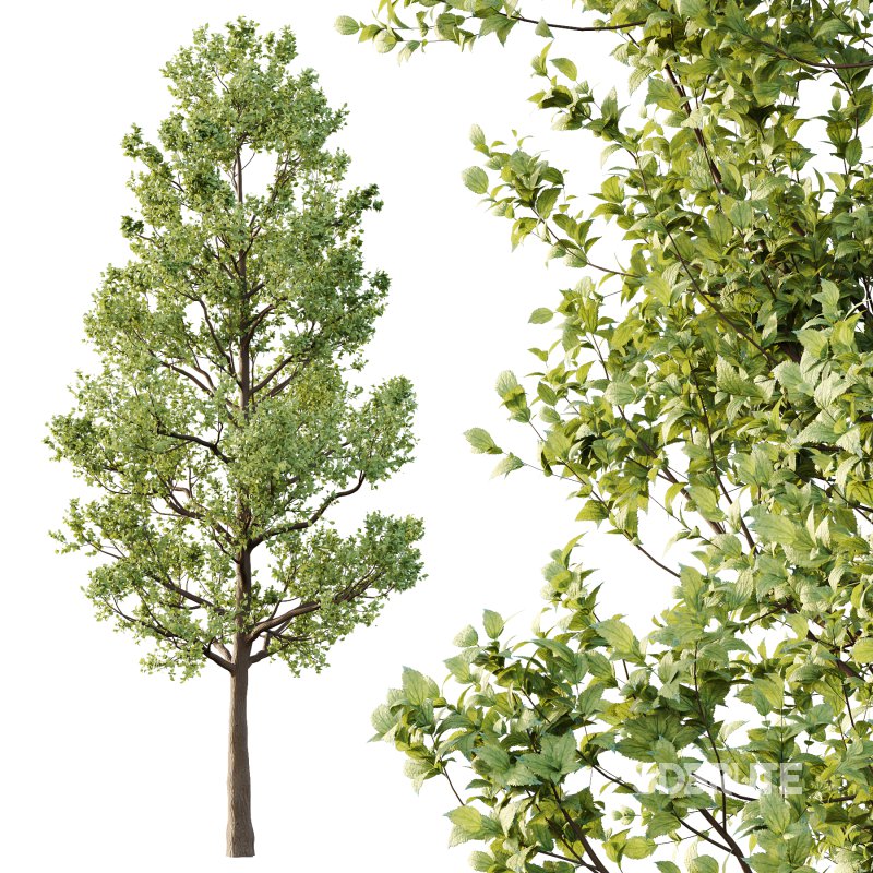 Tilia platyphyllos Tree 02 Image 4