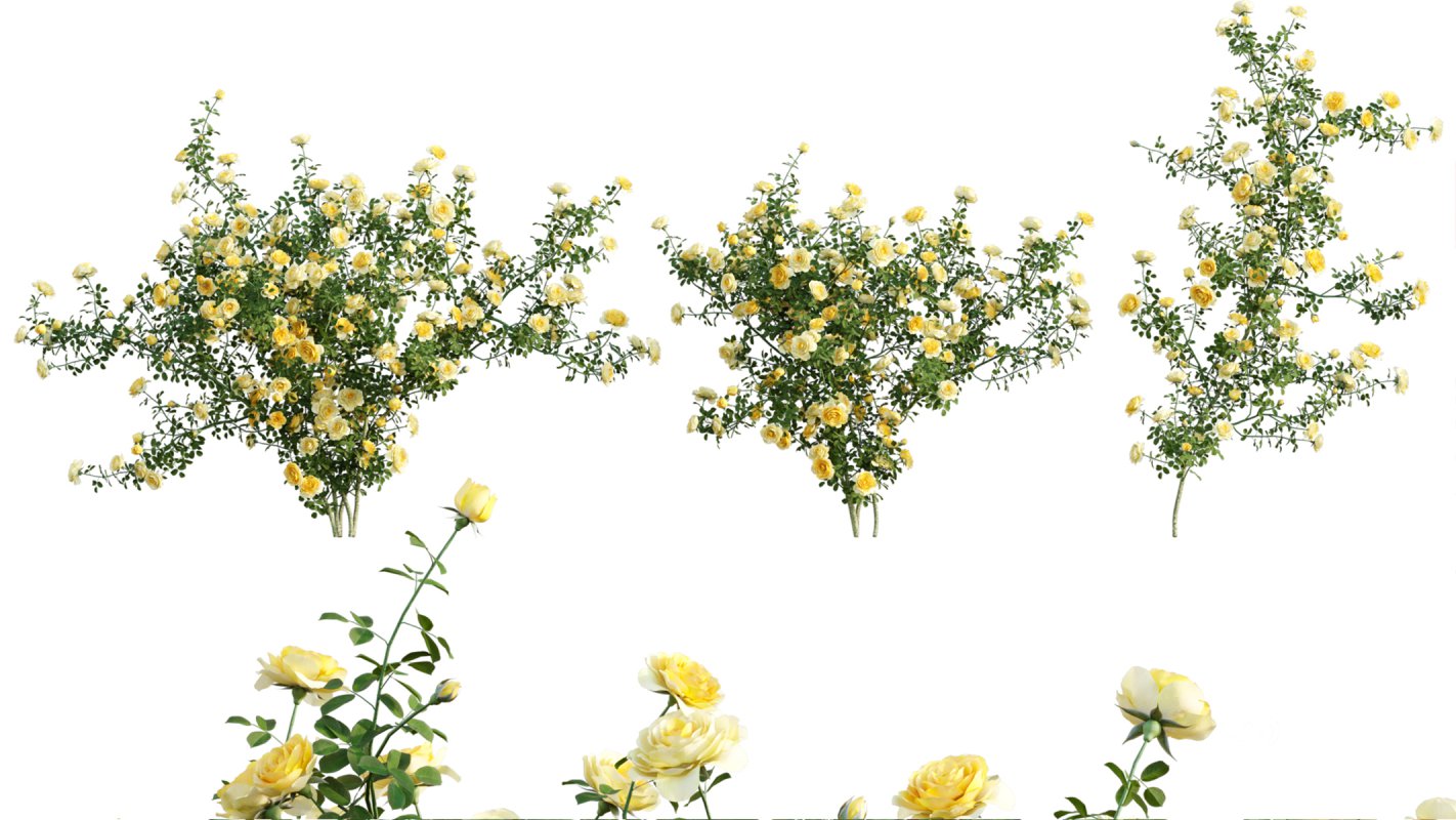 Collection 08 – Rose Garden Image 15