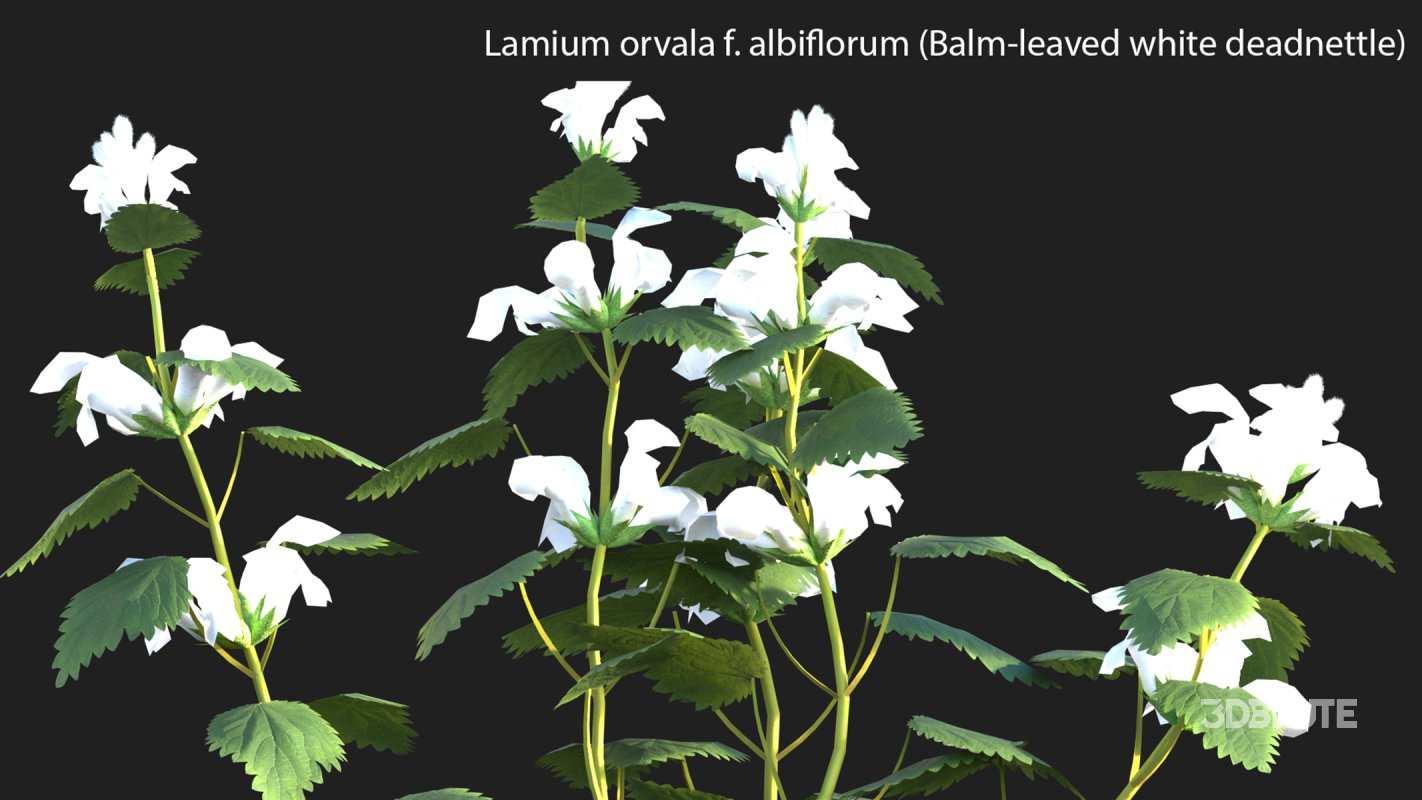 Collection 14 – English Garden Image 30