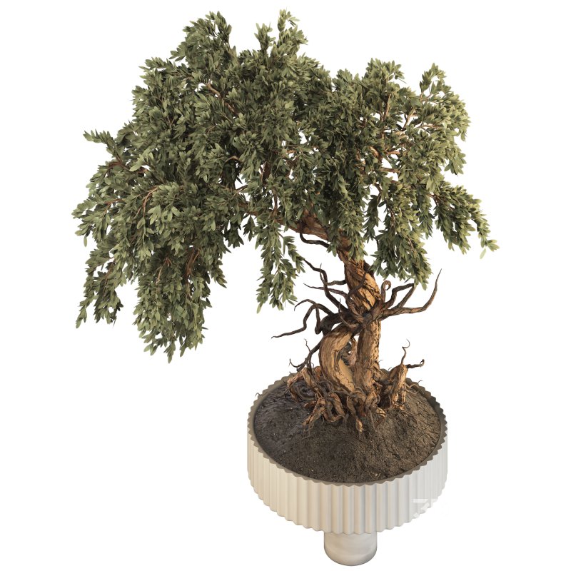 Bonsai Image 3