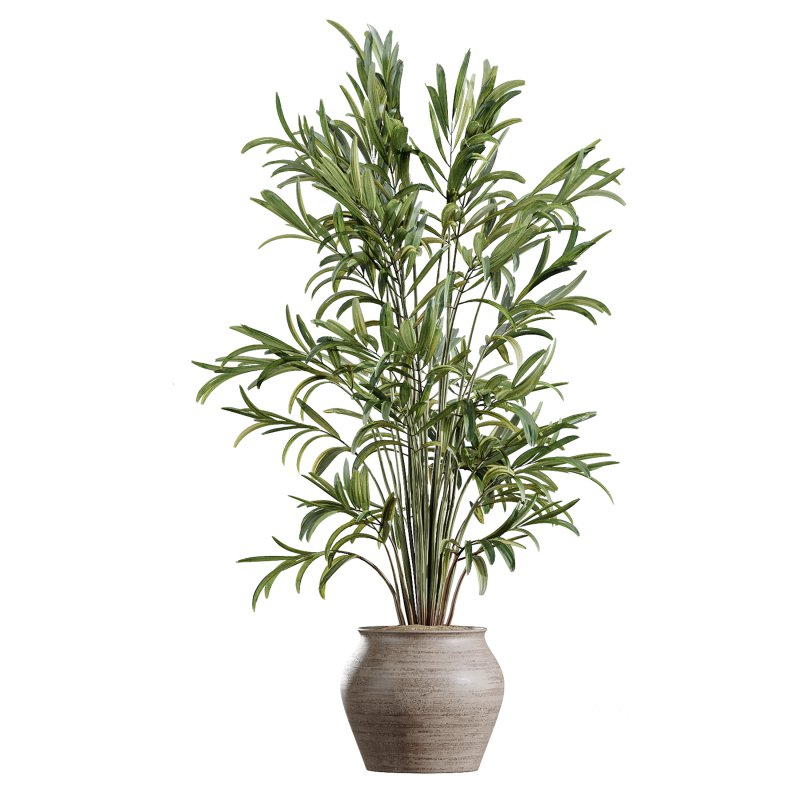 AV Indoor Plants Set 366 Briful Pachira and Areca Palm and Ficus microcarpa and Bird Of Paradise Image 3