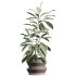 AV Indoor Plants Set 336 Olive and Areca Palm and Banana Nicolai and Ficus Fig - Thumbnail 1
