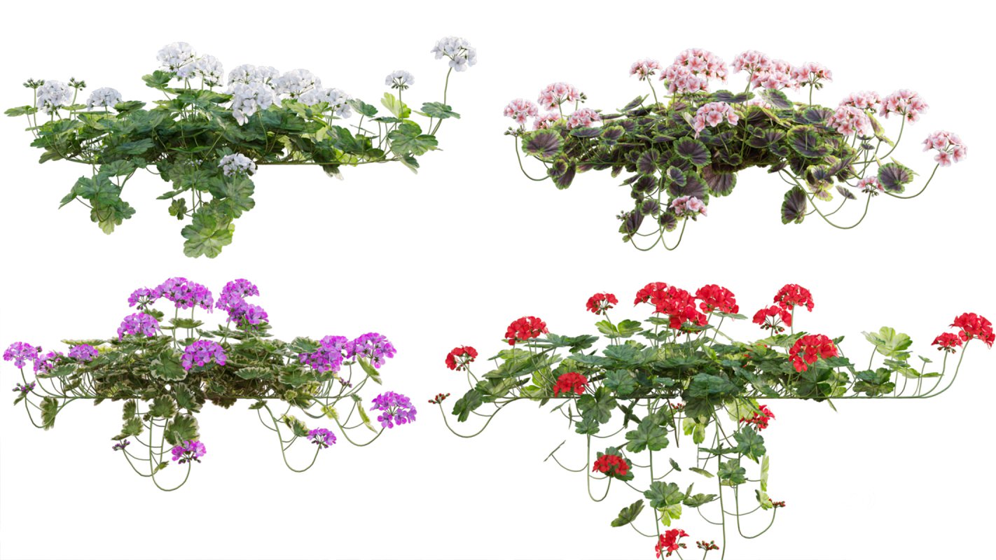 Collection 07 – Central America Garden Image 16