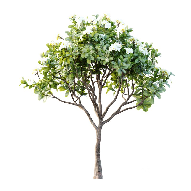 Plumeria Obtusa plant 05 Image 7