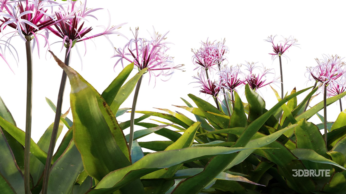 Collection 17 – Chinese garden Image 13