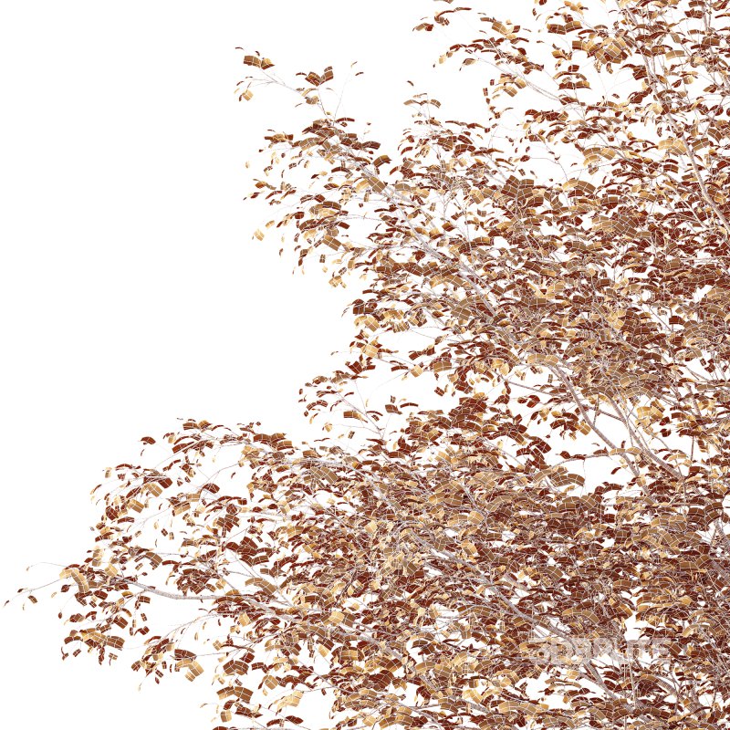 AV Plants Alnus Glutinosa Tree10 Image 4