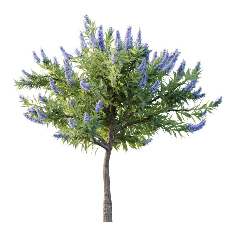 Echium candicans Pride of Madeira Bush 07 Image 5