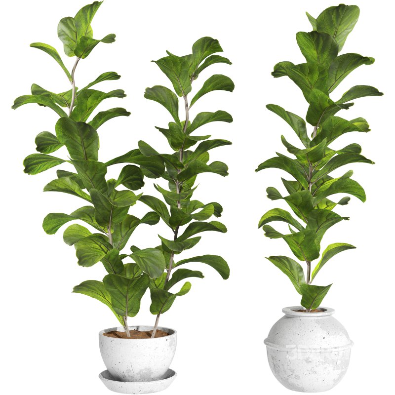 Bonsai Jungle Ficus Fiddle Leaf Fig 444 Image 1