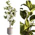 Bonsai Jungle Fiddle Ficus Tree - Thumbnail 1