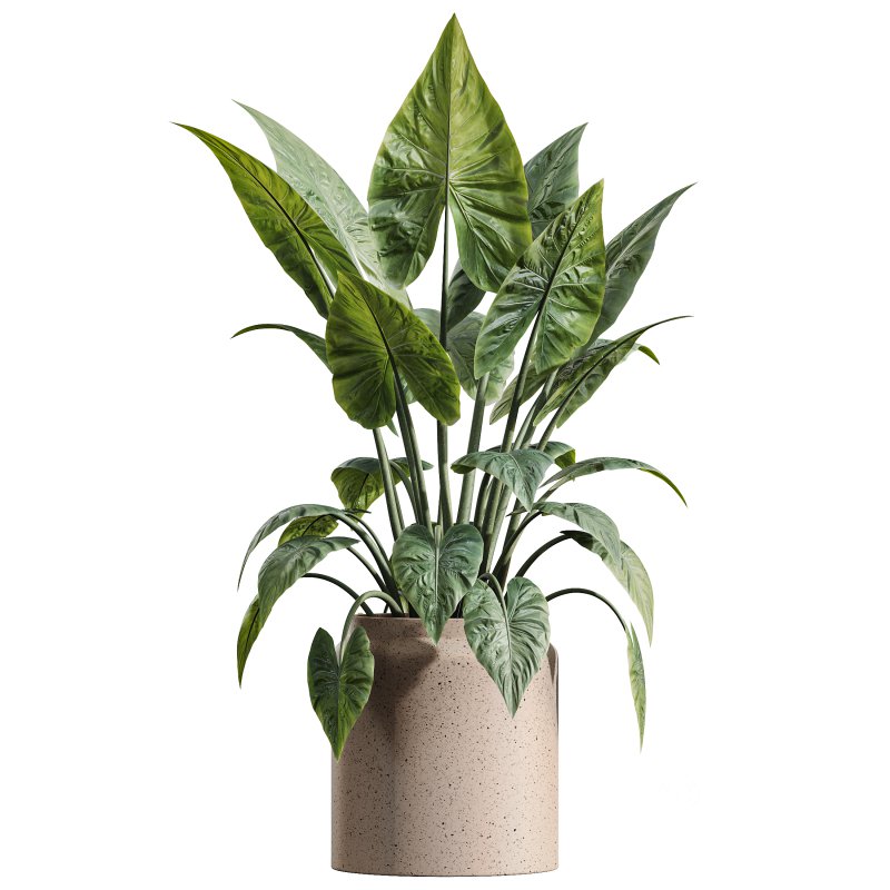 AV Indoor Plants Set 346 Alocasia Wentii and Olive Eucalyptus and Yucca Palm and Foliage Dollar Image 4