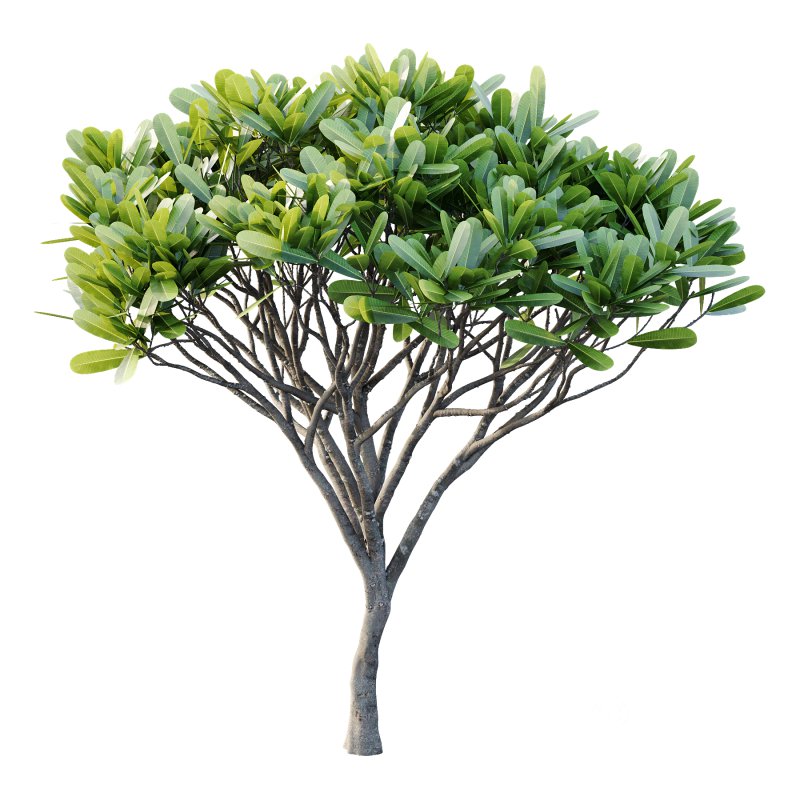 Plumeria Obtusa plant 03 Image 4