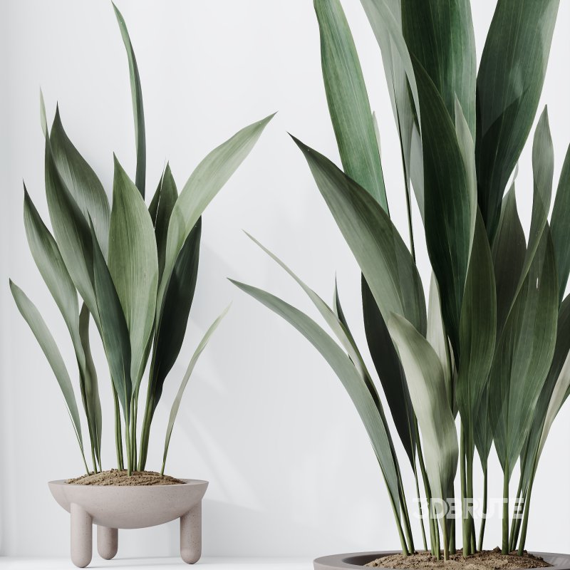 AV Indoor Plants Set 334 Aspidistra Elatior and Rubber Ficus Elastica and Ficus microcarpa Moclame Image 8