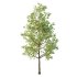 Tilia platyphyllos Tree 01 - Thumbnail 1