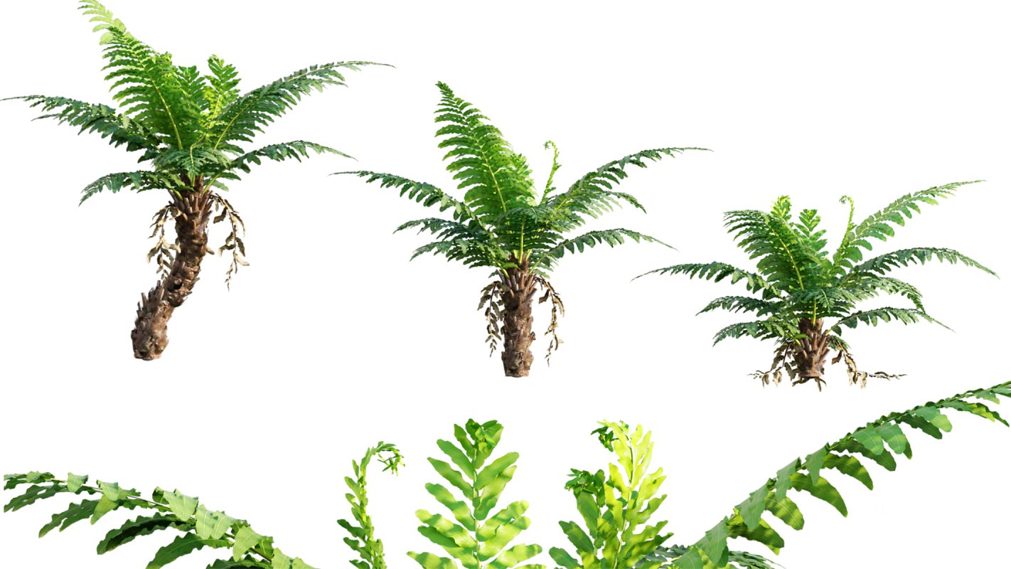 Collection 09 – Fern Garden Image 14