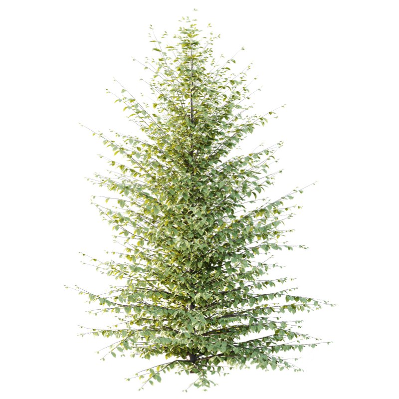 Different Trees 58 Image 4