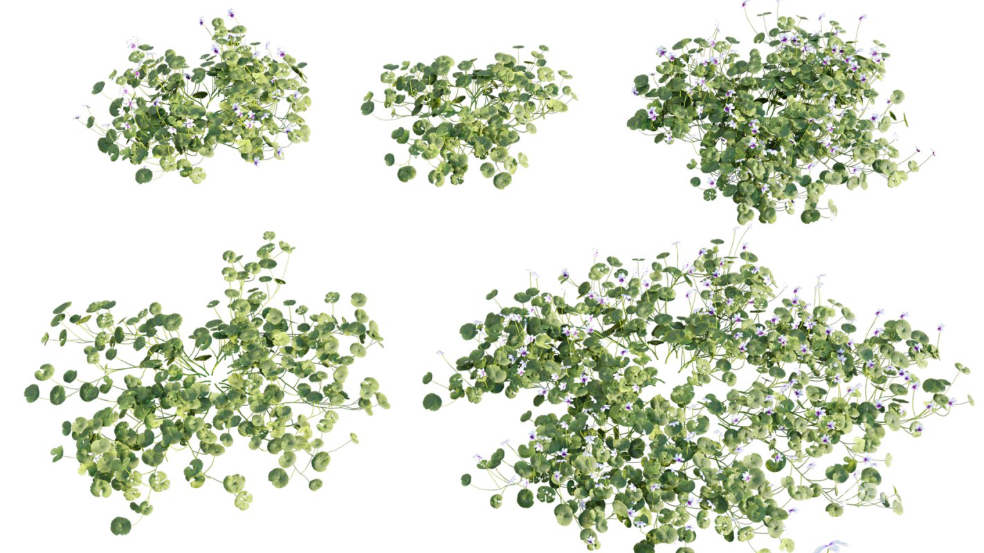 Collection 11 – Ground cover – Vines and Creepers Image 42