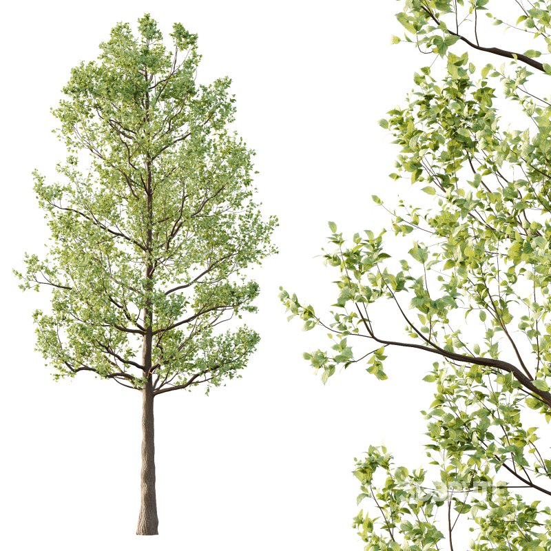 Tilia platyphyllos Tree 03 Image 2