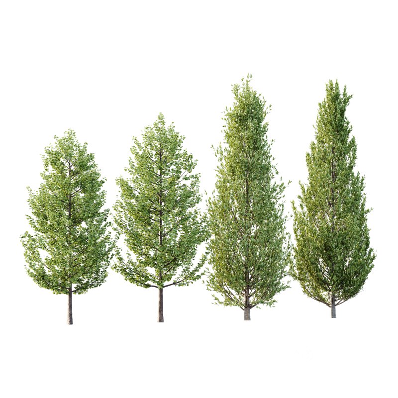 Different Trees 32 Image 1