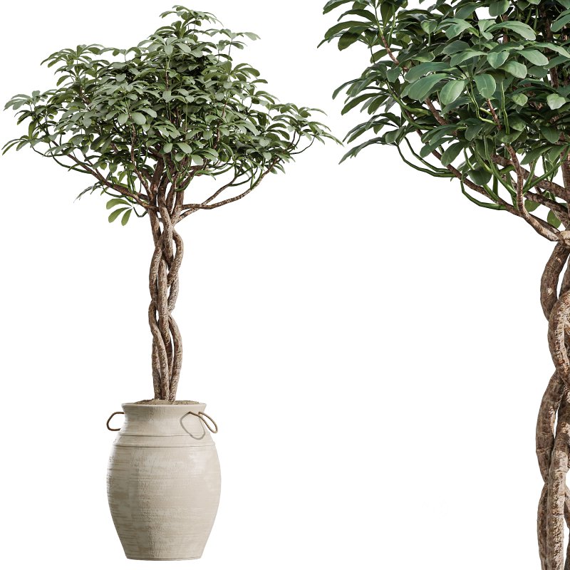 AV Indoor Plants Set 354 Ficus Marginata and Ficus Elastica and Euphorbia and Schefflera Image 10