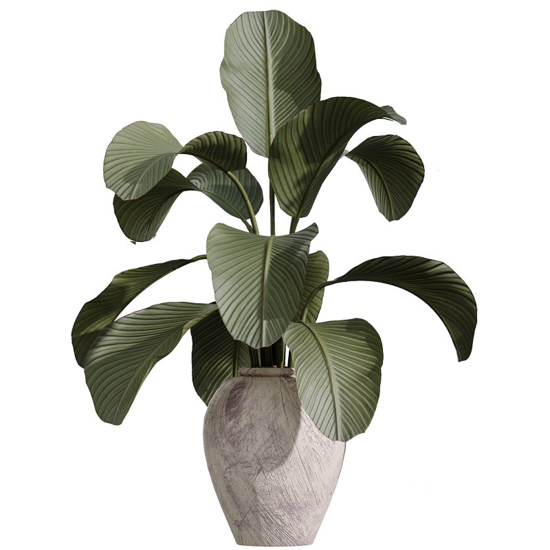AV Indoor Plants Set 368 Olive Tree and Yucca Aloifolia Rostrata Palm and Calathea Lutea Image 6