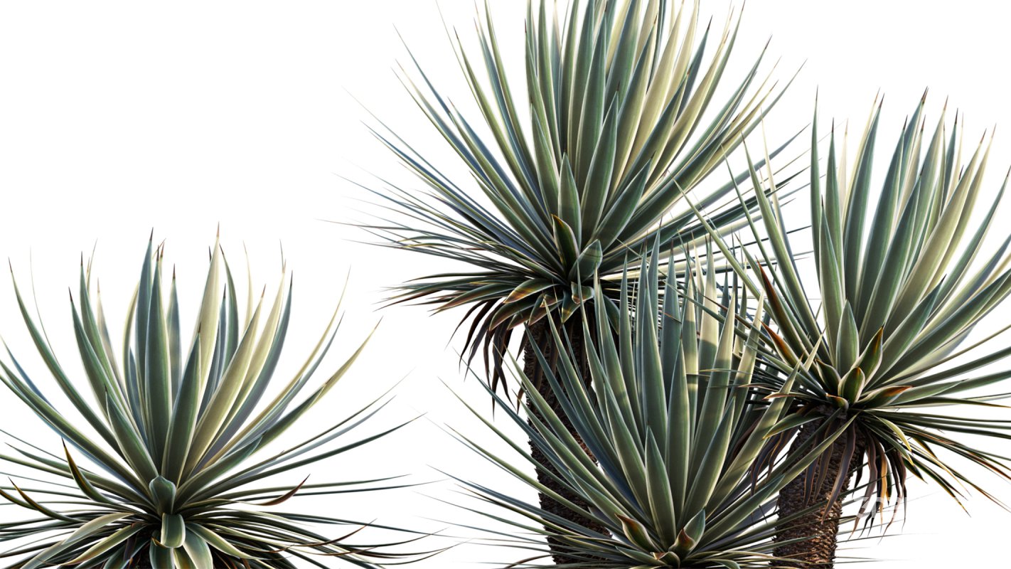 Collection 12 – Desert Garden Image 8