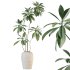 AV Indoor Plants Set 347 Arbequina Olive and Ficus Cyathistipula and Cunjevoi Alocasia and Yucca Palm - Thumbnail 6
