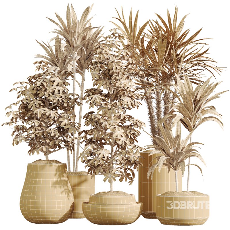 AV Indoor Plants Set 337 Dracaena Lemon and chefflera Umbrella and Rhapis Excelsa Palm Image 6