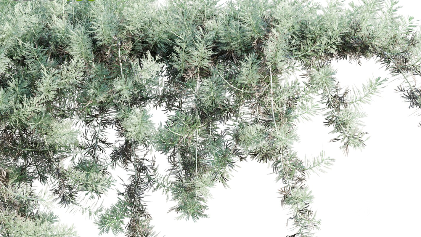 Collection 11 – Ground cover – Vines and Creepers Image 15