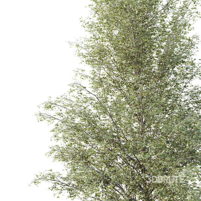 AV Plants Alnus Glutinosa Tree08 Image 1