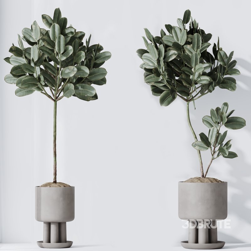 AV Indoor Plants Set 334 Aspidistra Elatior and Rubber Ficus Elastica and Ficus microcarpa Moclame Image 7