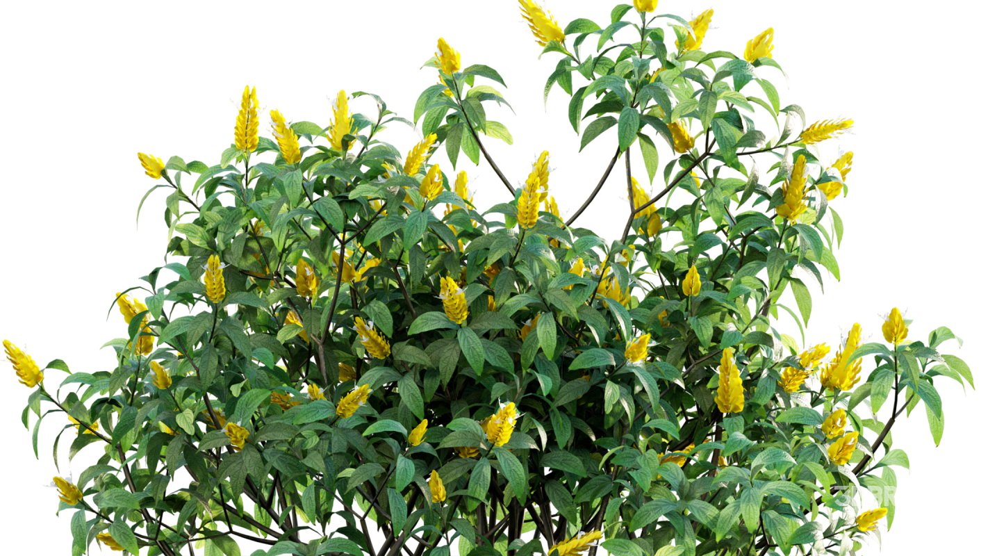 Collection 07 – Central America Garden Image 26