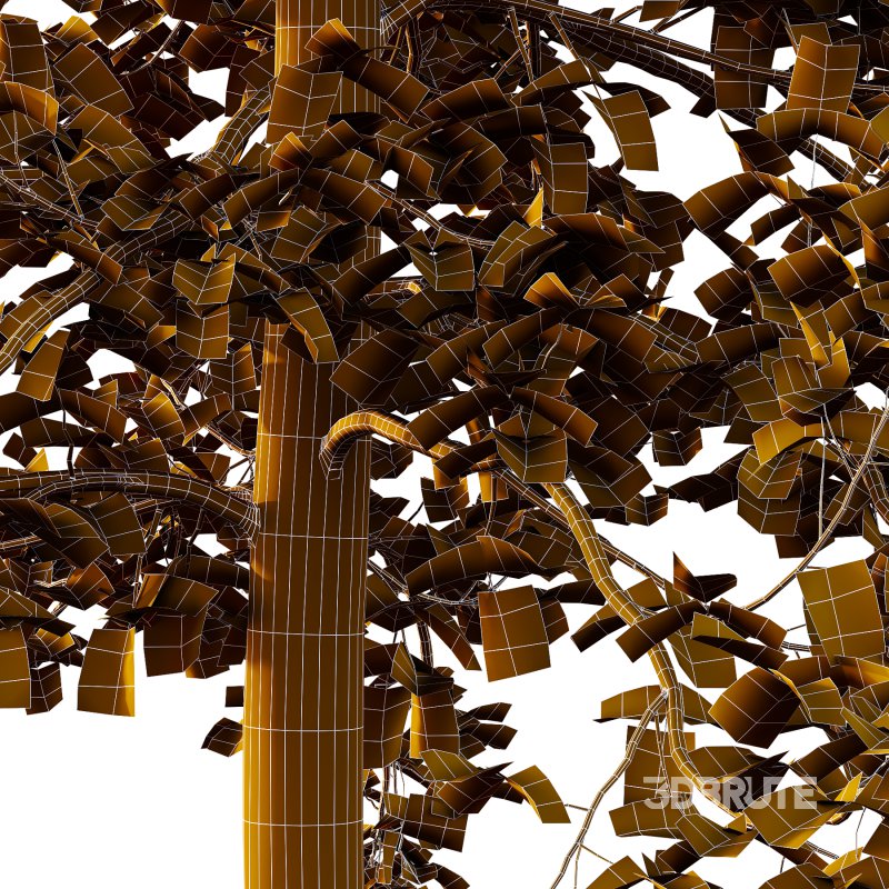 Sycamore Platanus Tree 06 Image 3