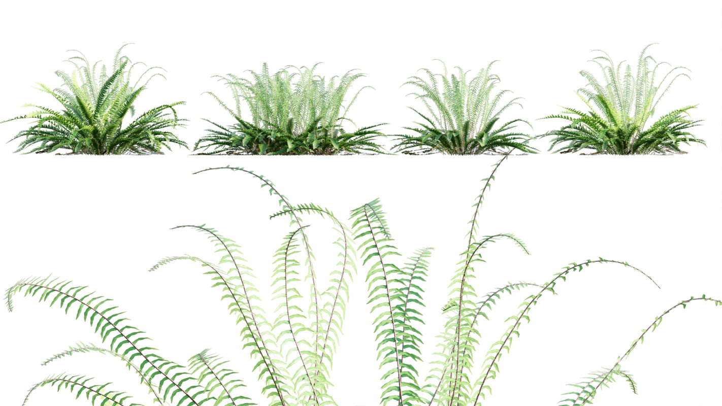 Collection 09 – Fern Garden Image 19