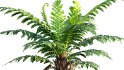 Collection 09 – Fern Garden - Thumbnail 15
