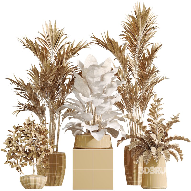 AV Indoor Plants Set 361 Zamiifolia and Areca Palm and Bird Of Paradise and Briful Pachira Image 9