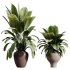 AV Indoor Plants Set 354 Ficus Marginata and Ficus Elastica and Euphorbia and Schefflera - Thumbnail 5