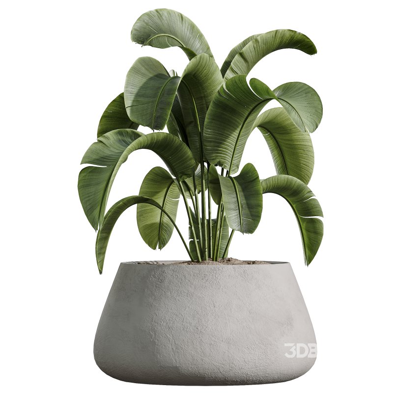 AV Indoor Plants Set 325 Alnus Glutinosa Alder and Mission Olive and Banana Nicolai Image 3