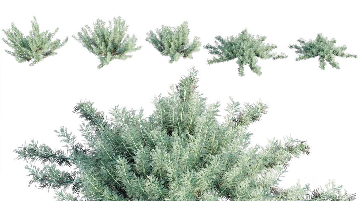 Collection 11 – Ground cover – Vines and Creepers Image 12