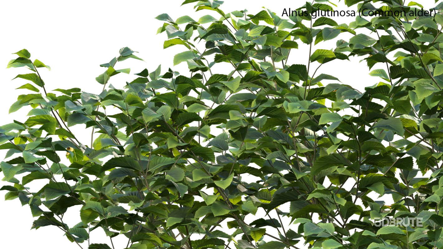 Collection 14 – English Garden Image 23