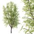 Tilia platyphyllos Tree 08 - Thumbnail 5