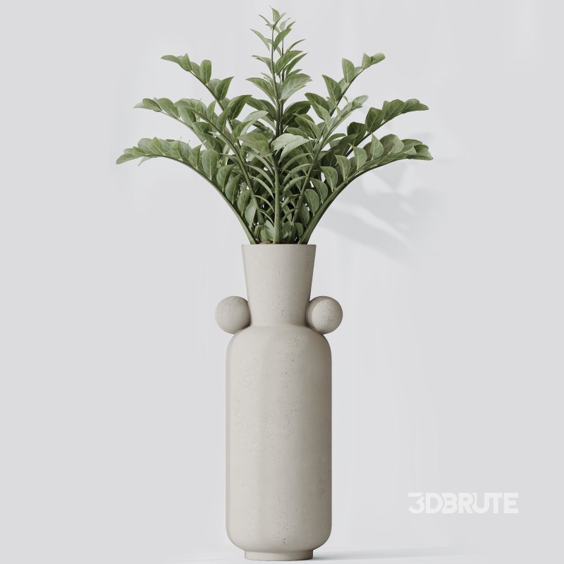 AV Indoor Plants Set 339 Ficus microcarpa and Ficus Cyathistipula and Zamiifolia Image 2