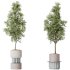 AV Indoor Plants Set 332 Swiss Cheese and Mission Olive and nucifera Coconut Palm - Thumbnail 2