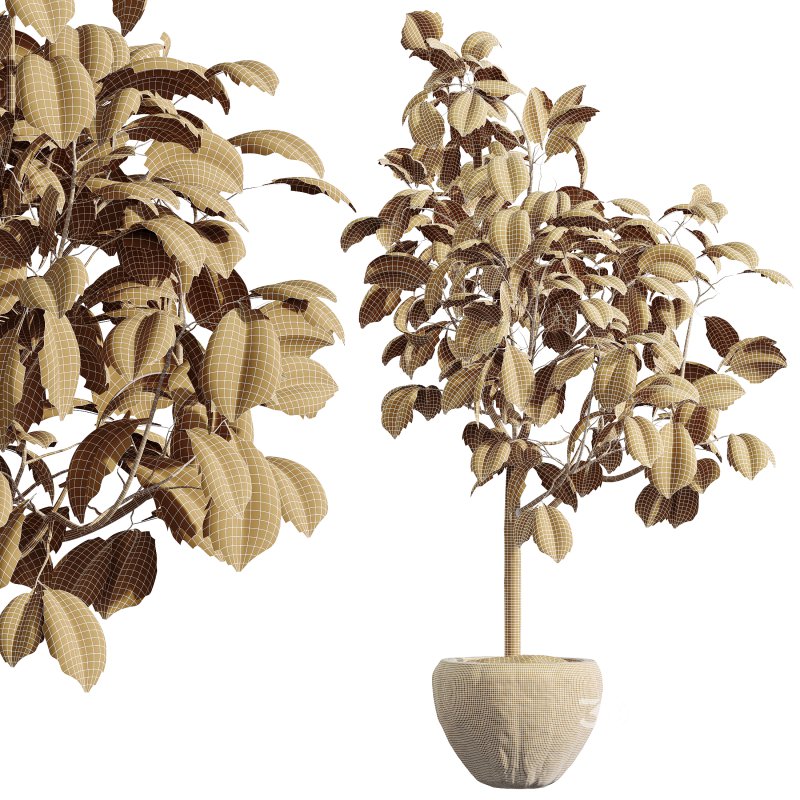 AV Indoor Plants Set 345 Ficus Dracaena Marginata and Alnus Alder Betulaceae Image 8