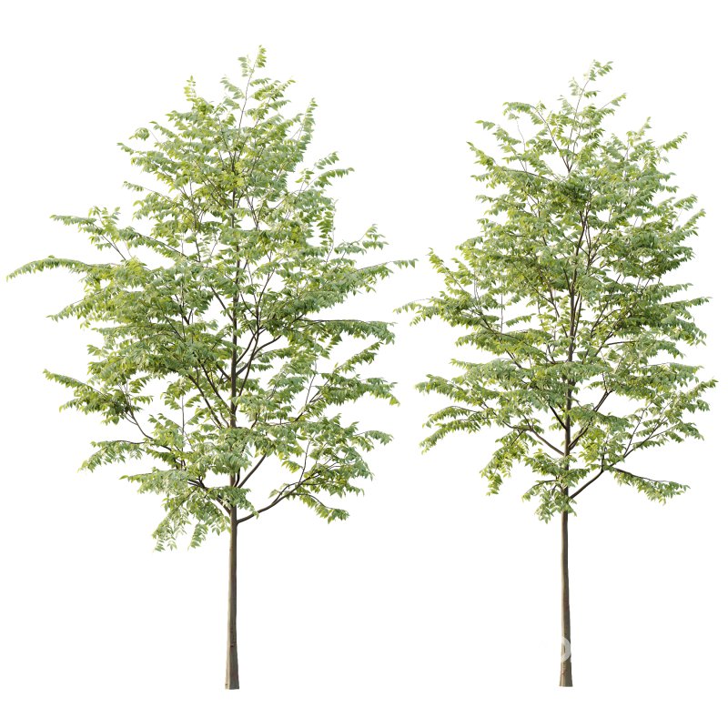 Celtis australis Tree 01 Image 4