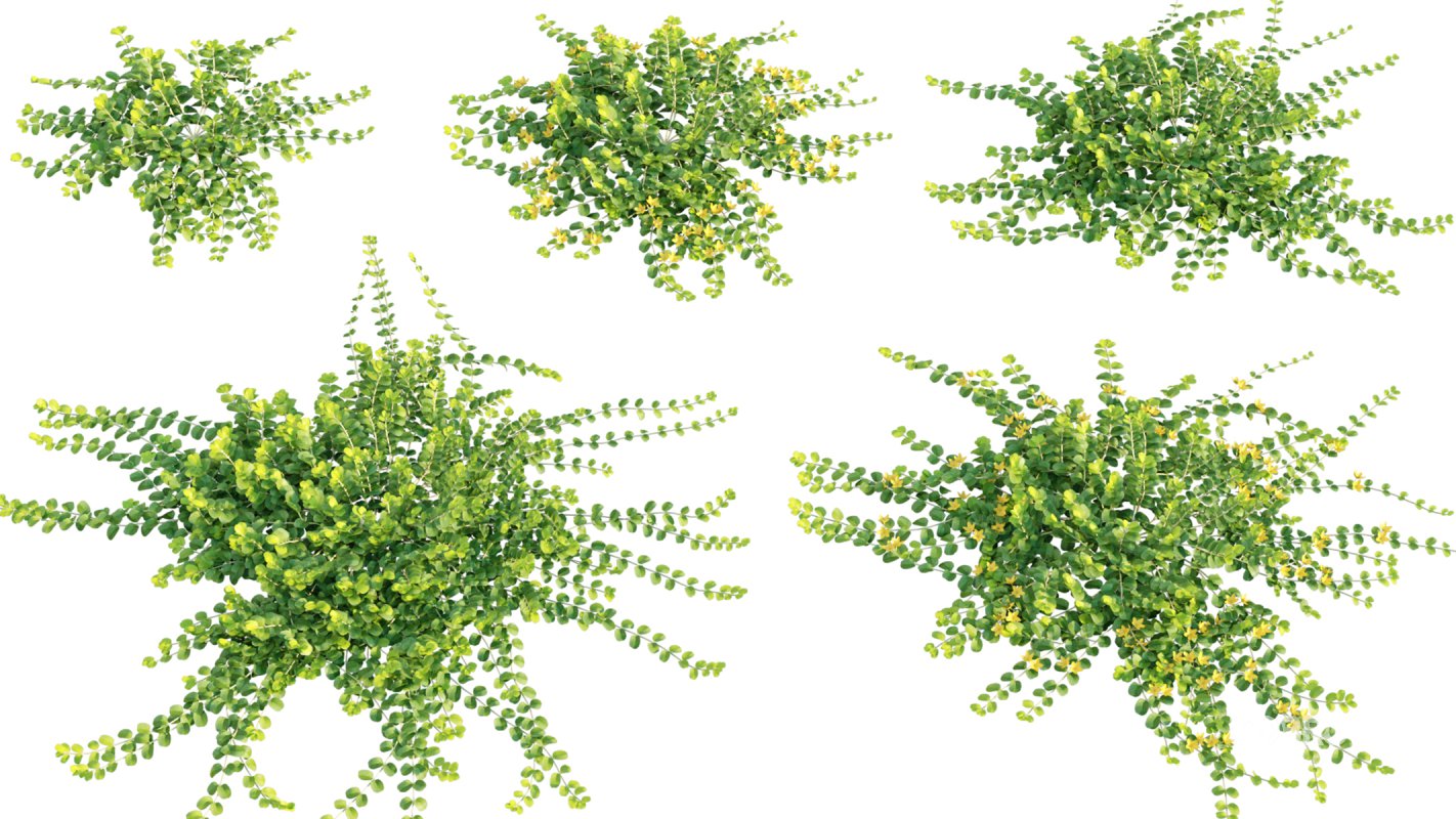 Collection 11 – Ground cover – Vines and Creepers Image 30