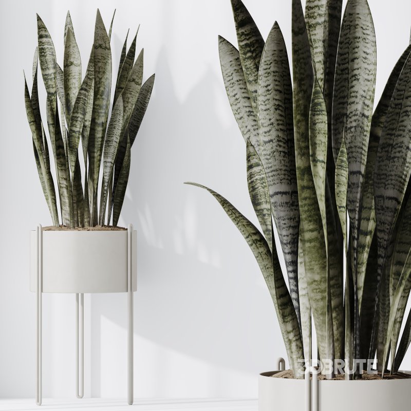 AV Indoor Plants Set 317 Arbequina Olive and Dracaena Lemon Dragon and Green Sansevieria Image 2