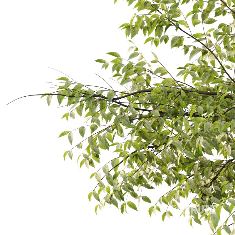 Celtis australis Tree 09 Image 3